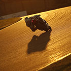 2016 Suzuka 8hours World Endurance Championship Race